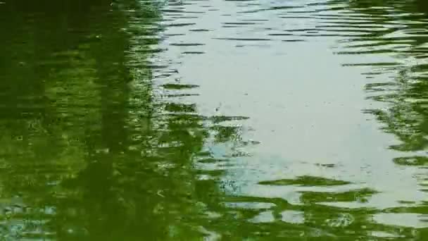 Reflection Clouds Trees Glare Water — Stockvideo