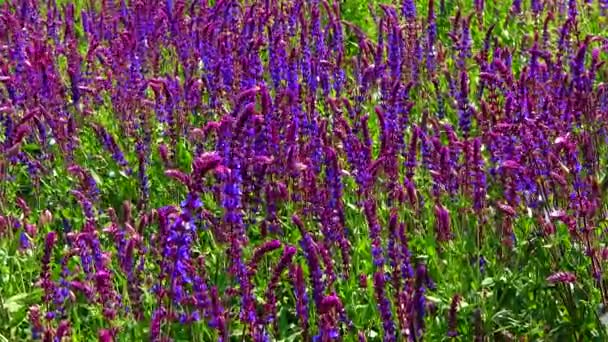 Salvia Rüzgarda Gökyüzüne Karşı Nalları Diker — Stok video