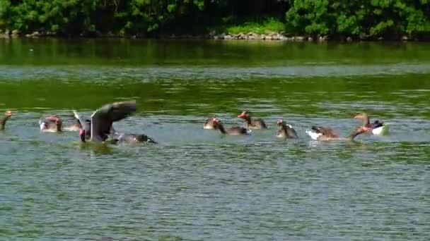 Gray Goose Swims Lake Reflection Water Ukraine — ストック動画