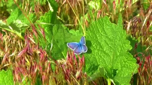 Kelebek Lycaenidae Bir Çarşafın Üzerinde Oturur — Stok video