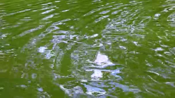 Reflexion Der Bäume Blendung Auf Grünem Wasser — Stockvideo