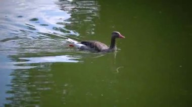 Gri bir kaz göl boyunca yüzer. Askania-Nova