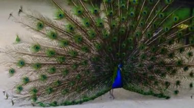 The Indian (or blue ) peafowl, peacock (Pavo cristatus) shows the female his open tail and chases her