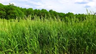 Kırmızılar ve vahşi tahıllar rüzgarda sallanıyor.