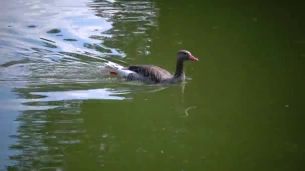 Gray Goose Swims Lake Askania Nova — ストック動画