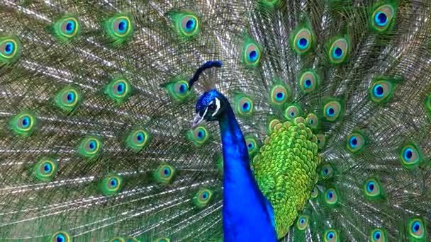 Indian Blue Peafowl Peacock Pavo Cristatus Shows Females His Open — Stockvideo