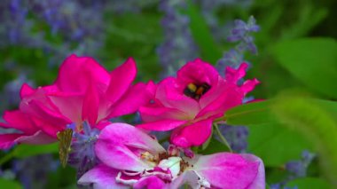 A small bumblebee collects nectar on a blooming rose