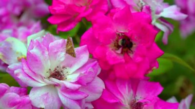 A small bumblebee collects nectar on a blooming rose