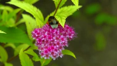 Little bumblebee collects nectar on flowers in the garden