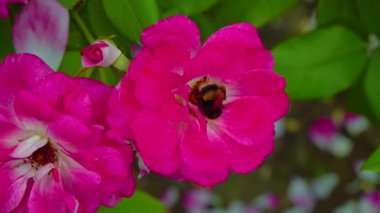 A small bumblebee collects nectar on a blooming rose