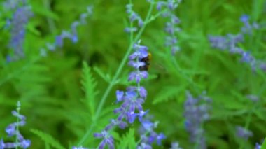 Little bumblebee collects nectar on flowers in the garden