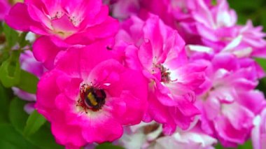 A small bumblebee collects nectar on a blooming rose
