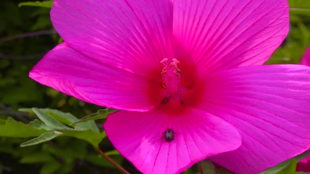 Small Beetle Oxythyrea Funesta Resting Petals Hibiscus Flower Garden — Stock Video