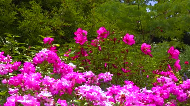 Blooming Rose Bushes Background Blooming Hibiscus Slider Shot — Wideo stockowe