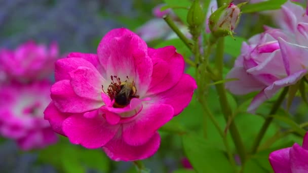 Small Bumblebee Collects Nectar Blooming Rose — Video Stock