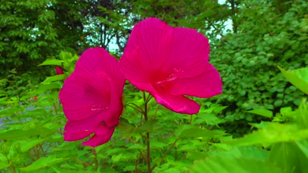 Two Blooming Red Garden Hibiscus Flowers Slider Shot — Vídeos de Stock