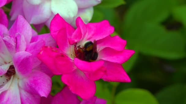 Small Bumblebee Collects Nectar Blooming Rose — Wideo stockowe