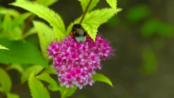 Little Bumblebee Collects Nectar Flowers Garden — Stock video