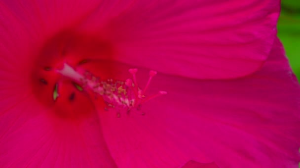 Close-up pistil and stamens of red hibiscus flower, slider shot