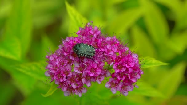 Small Beetle Oxythyrea Funesta Eats Nectar Pollen Inflorescence Garden — Stockvideo