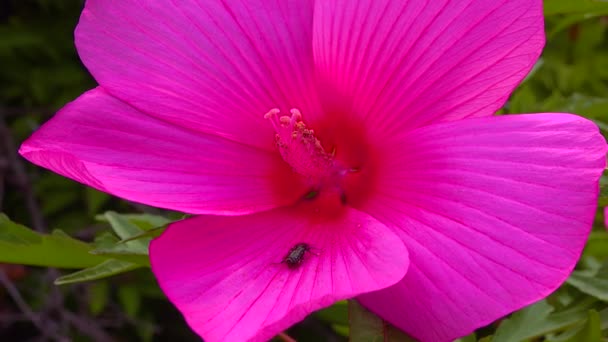 Small Beetle Oxythyrea Funesta Resting Petals Hibiscus Flower Garden — Stockvideo