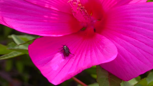 Small Beetle Oxythyrea Funesta Resting Petals Hibiscus Flower Garden — ストック動画