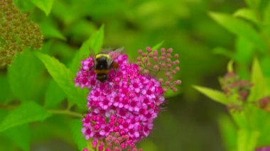 Little bumblebee collects nectar on flowers in the garden