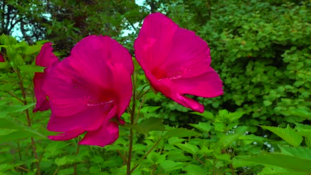 Two Blooming Red Garden Hibiscus Flowers Slider Shot — Vídeo de stock