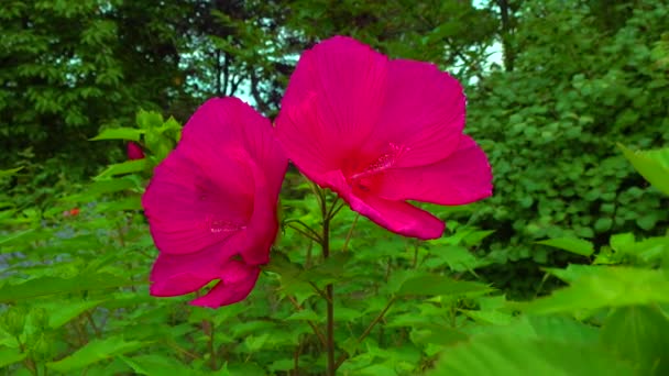 Two Blooming Red Garden Hibiscus Flowers Slider Shot — Vídeo de Stock