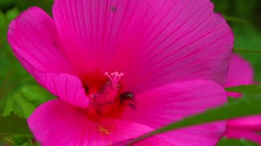 A small bumblebee collects nectar on a blooming rose