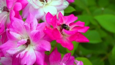 A small bumblebee collects nectar on a blooming rose