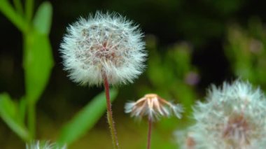 Close-up, inflorescence with seeds of a dandelion plant