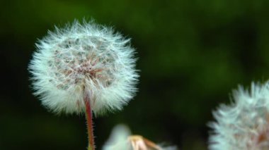 Close-up, inflorescence with seeds of a dandelion plant