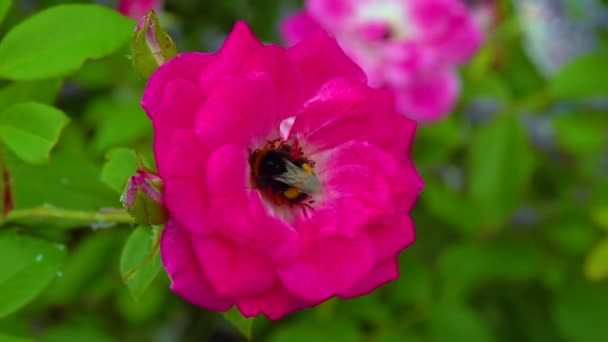 Small Bumblebee Collects Nectar Blooming Rose — ストック動画
