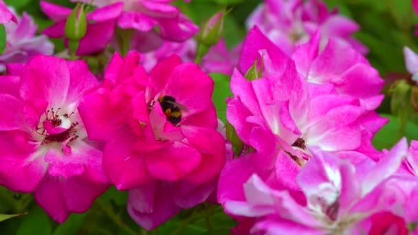 Small Bumblebee Collects Nectar Blooming Rose — Stok video