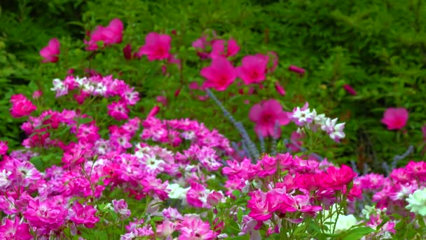 Blooming Rose Bushes Background Blooming Hibiscus Slider Shot — Vídeos de Stock