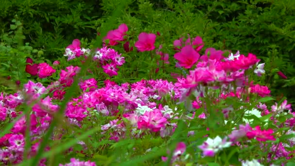 Цвітіння Кущів Троянд Тлі Квітучого Гібіскуса Повзунок — стокове відео