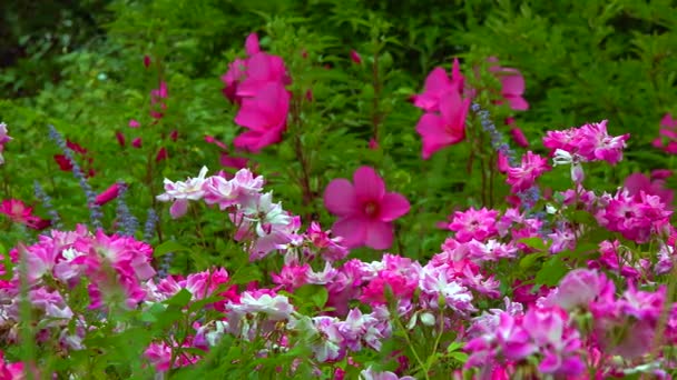 Blooming Rose Bushes Background Blooming Hibiscus Slider Shot — Vídeo de Stock