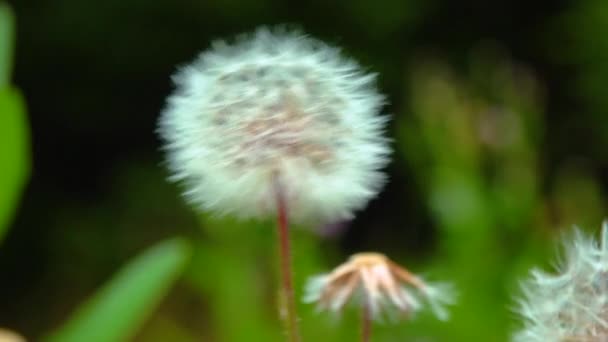 Close Inflorescence Seeds Dandelion Plant — Wideo stockowe