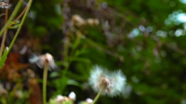 Close Inflorescence Seeds Dandelion Plant — Wideo stockowe