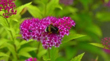 Little bumblebee collects nectar on flowers in the garden