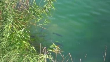 Large fish swim near the shore in a water-filled granite quarry, Ukraine