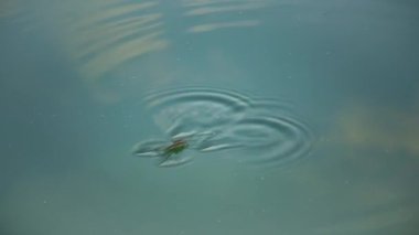 (Gerris lacustris) commonly known as the common pond skater or common water strider