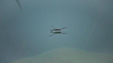(Gerris lacustris) commonly known as the common pond skater or common water strider