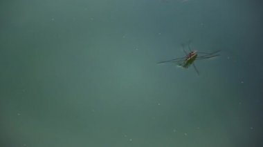 (Gerris lacustris) commonly known as the common pond skater or common water strider