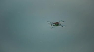 (Gerris lacustris) commonly known as the common pond skater or common water strider