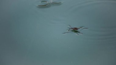 (Gerris lacustris) commonly known as the common pond skater or common water strider