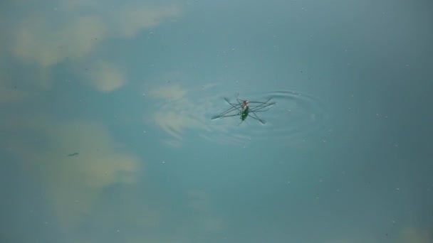 Gerris Lacustris Commonly Known Common Pond Skater Common Water Strider — Stockvideo