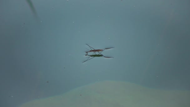 Gerris Lacustris Commonly Known Common Pond Skater Common Water Strider — Stockvideo