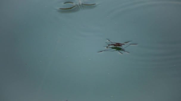 Gerris Lacustris Широко Відомий Загальний Ставок Або Загальний Водяний Стрибун — стокове відео